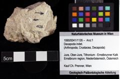 Foto (Objket + Etiketten) von Decapoda indet. 